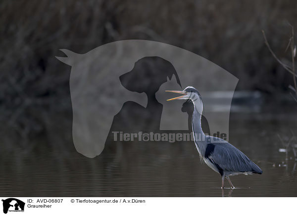 Graureiher / grey heron / AVD-06807