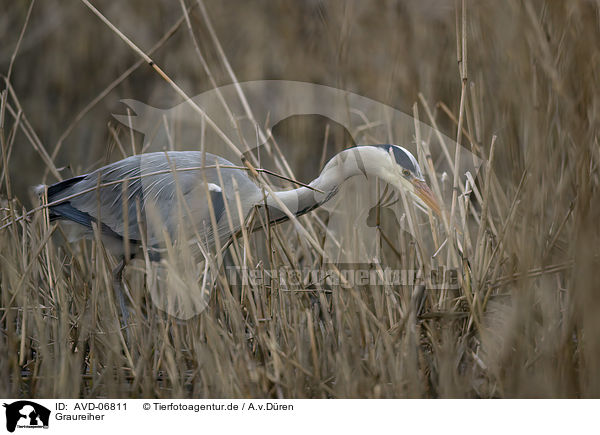 Graureiher / grey heron / AVD-06811