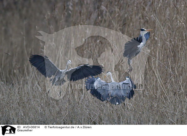 Graureiher / grey heron / AVD-06814