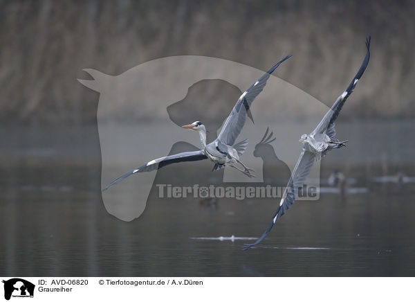 Graureiher / grey heron / AVD-06820