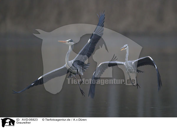 Graureiher / grey heron / AVD-06823