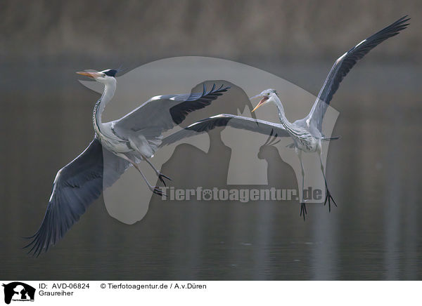 Graureiher / grey heron / AVD-06824