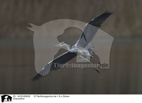 Graureiher / grey heron / AVD-06826