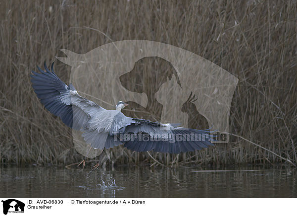 Graureiher / grey heron / AVD-06830