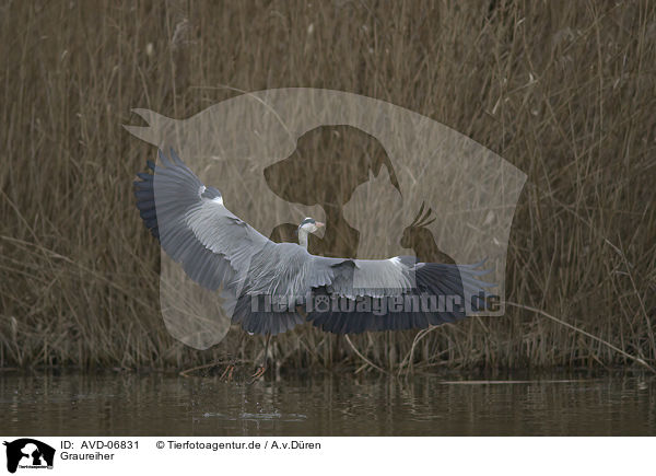 Graureiher / grey heron / AVD-06831