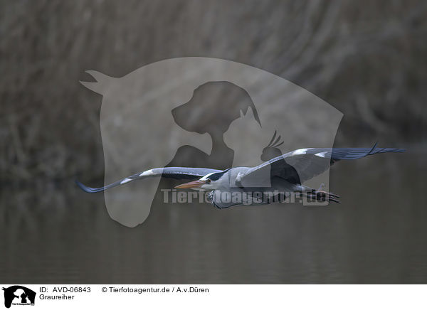 Graureiher / grey heron / AVD-06843