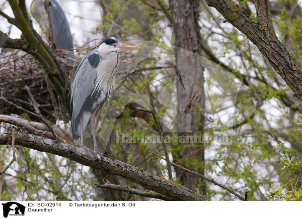 Graureiher / grey heron / SO-02914
