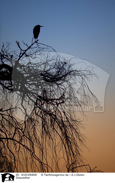 Graureiher / grey heron / AVD-06908