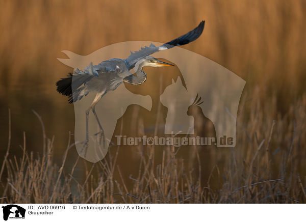 Graureiher / grey heron / AVD-06916