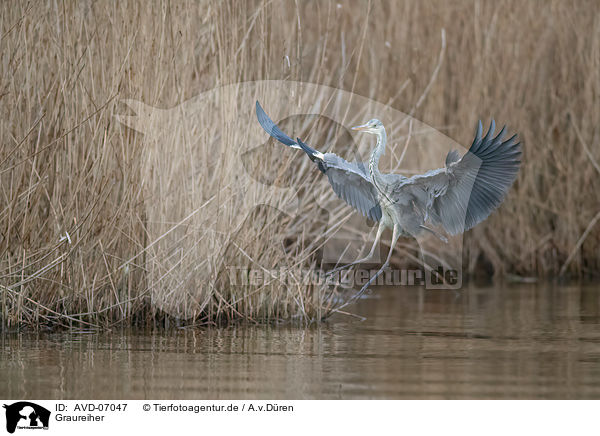 Graureiher / grey heron / AVD-07047