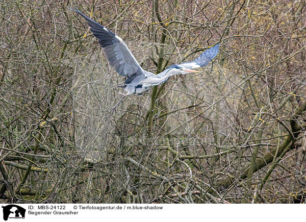 fliegender Graureiher / flying grey heron / MBS-24122