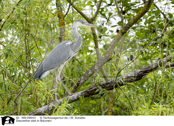 Graureiher sitzt in Bumen / grey heron sit in trees / WS-09643