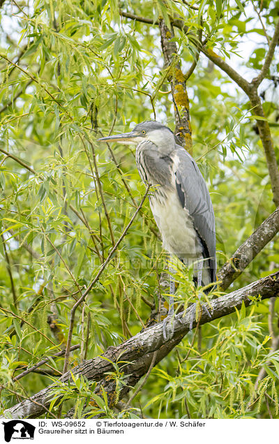 Graureiher sitzt in Bumen / grey heron sit in trees / WS-09652