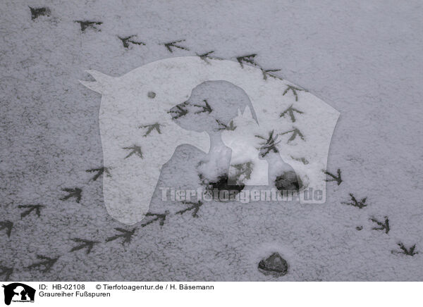 Graureiher Fuspuren / grey heron footmarks / HB-02108