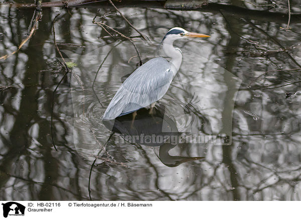 Graureiher / grey heron / HB-02116