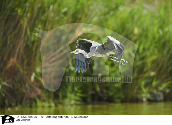 Graureiher / grey heron / DMS-09825