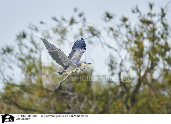 Graureiher / grey heron / DMS-09889