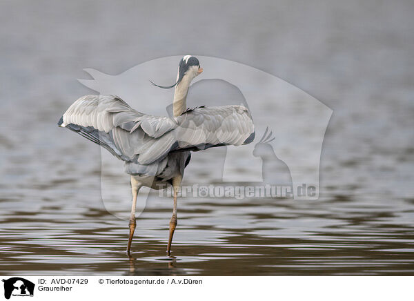 Graureiher / grey heron / AVD-07429