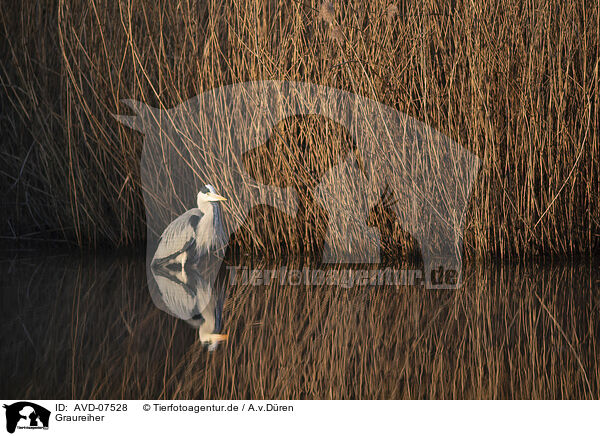 Graureiher / grey heron / AVD-07528