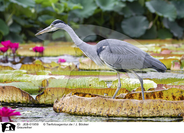 Graureiher / grey heron / JEB-01959