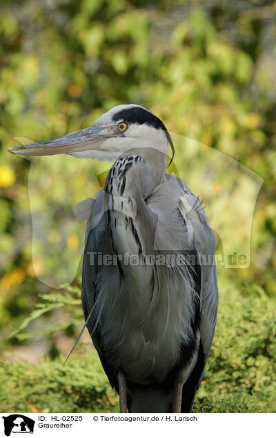 Graureiher / grey heron / HL-02525