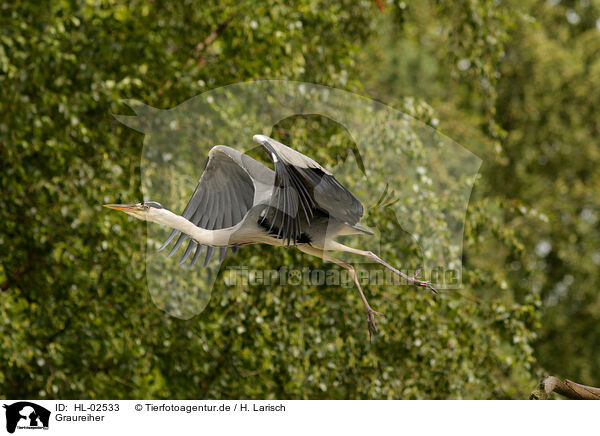 Graureiher / grey heron / HL-02533