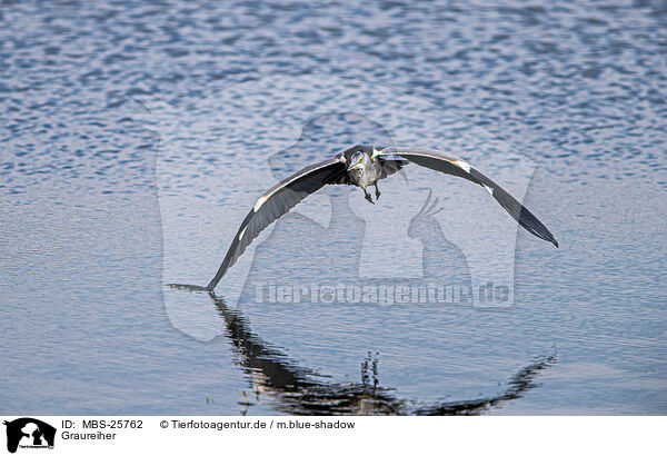 Graureiher / grey heron / MBS-25762