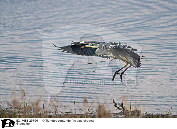 Graureiher / grey heron / MBS-25766