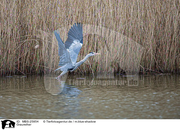 Graureiher / grey heron / MBS-25854