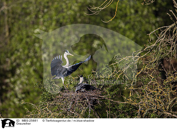 Graureiher / grey heron / MBS-25881