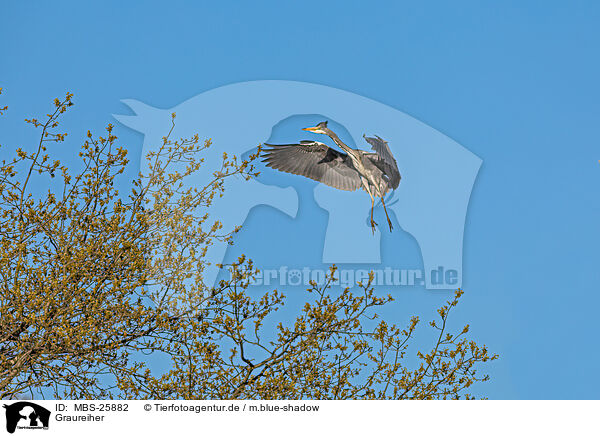 Graureiher / grey heron / MBS-25882