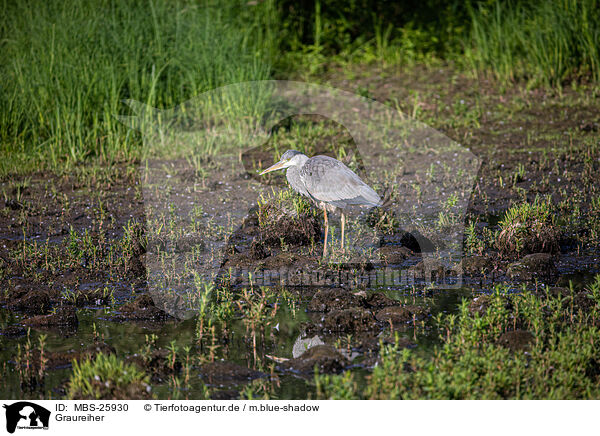 Graureiher / grey heron / MBS-25930