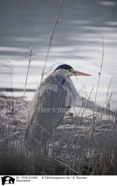 Graureiher / grey heron / SVS-01466