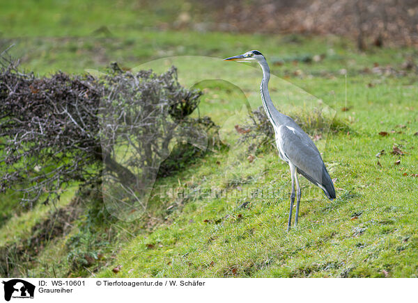 Graureiher / grey heron / WS-10601