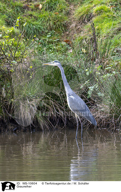 Graureiher / grey heron / WS-10604
