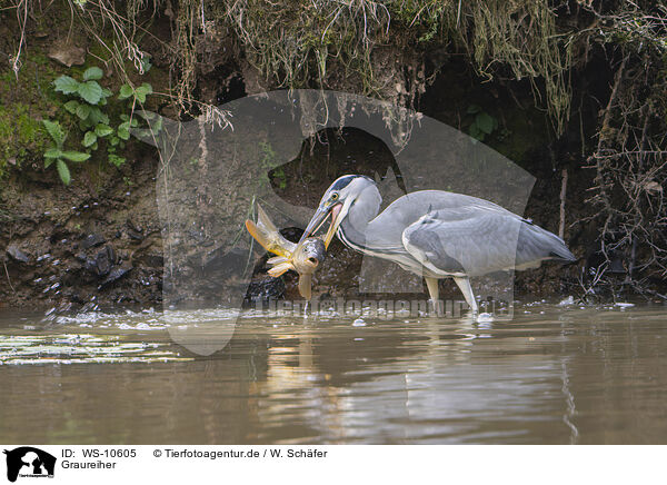 Graureiher / grey heron / WS-10605