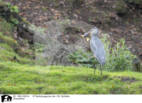 Graureiher / grey heron / WS-10614