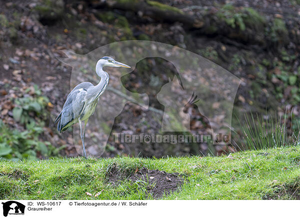 Graureiher / grey heron / WS-10617