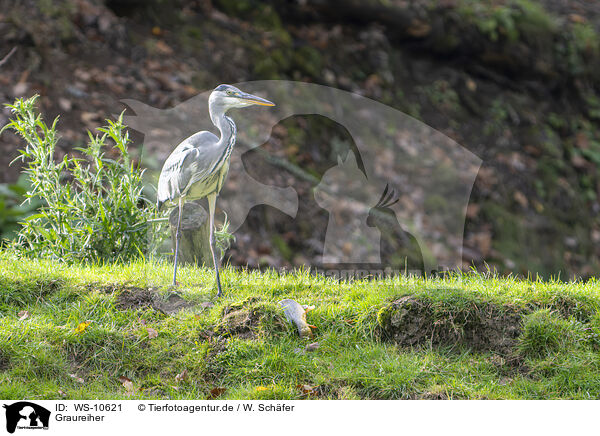 Graureiher / grey heron / WS-10621