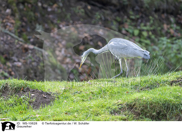 Graureiher / grey heron / WS-10628