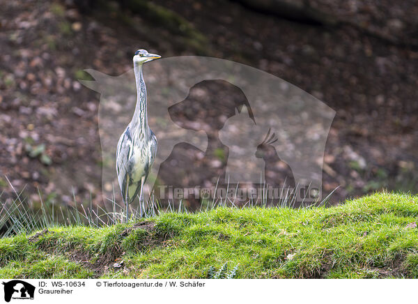Graureiher / grey heron / WS-10634