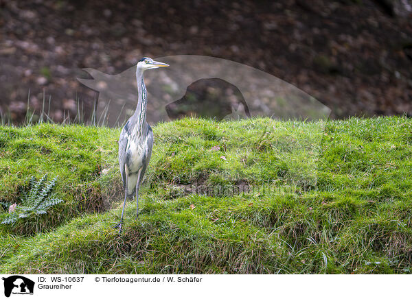 Graureiher / grey heron / WS-10637