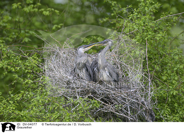 Graureiher / grey heron / DV-04077