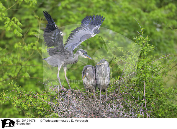 Graureiher / grey heron / DV-04078