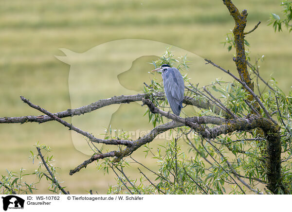 Graureiher / grey heron / WS-10762