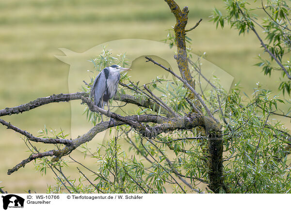 Graureiher / grey heron / WS-10766