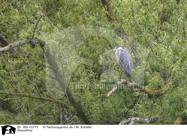 Graureiher / grey heron / WS-10773