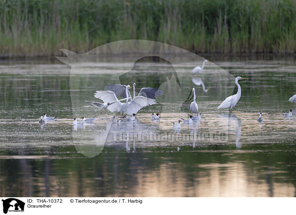Graureiher / grey heron / THA-10372