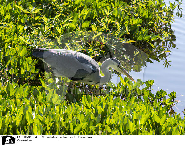 Graureiher / grey heron / HB-02384