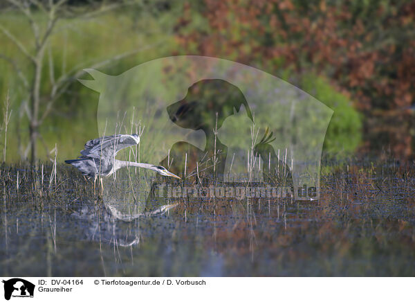 Graureiher / egret / DV-04164